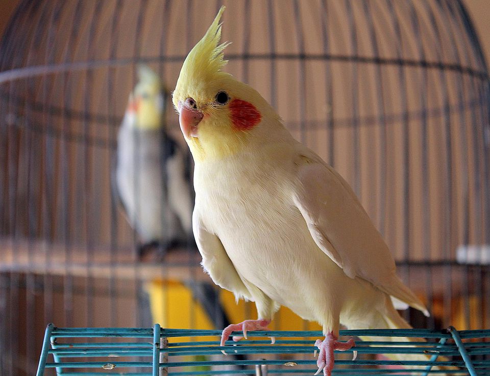Parrot
